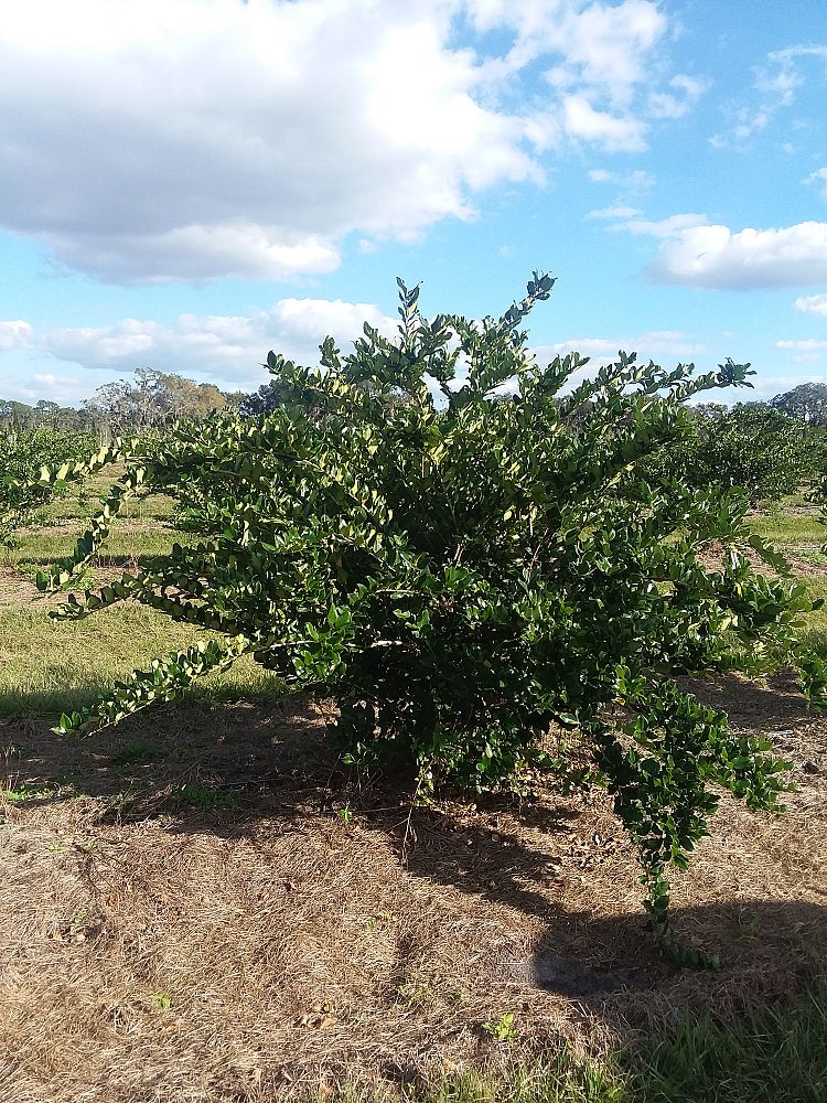 ligustrum-privet
