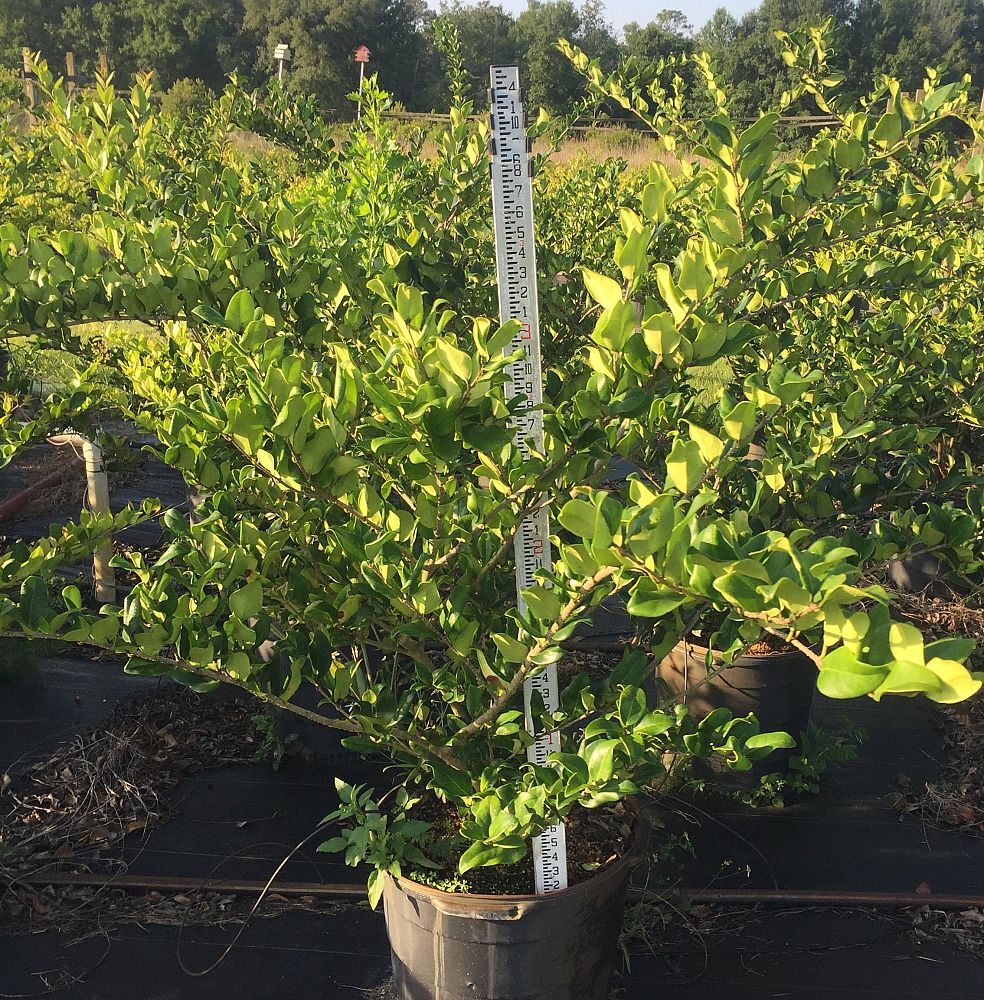 ligustrum-privet