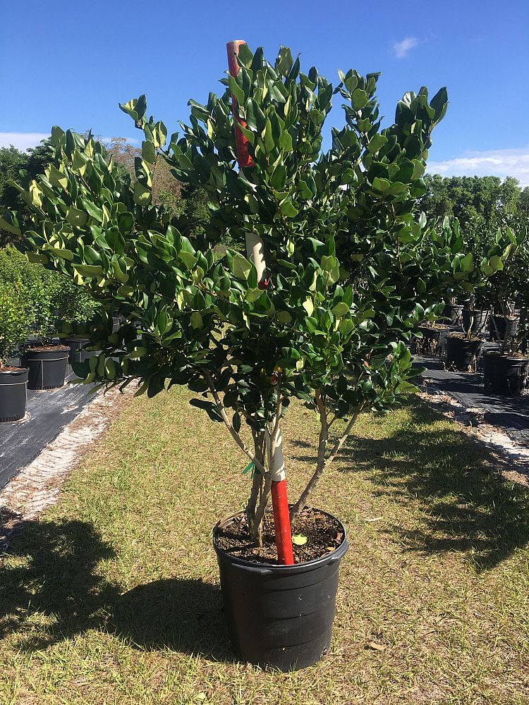 ligustrum-privet