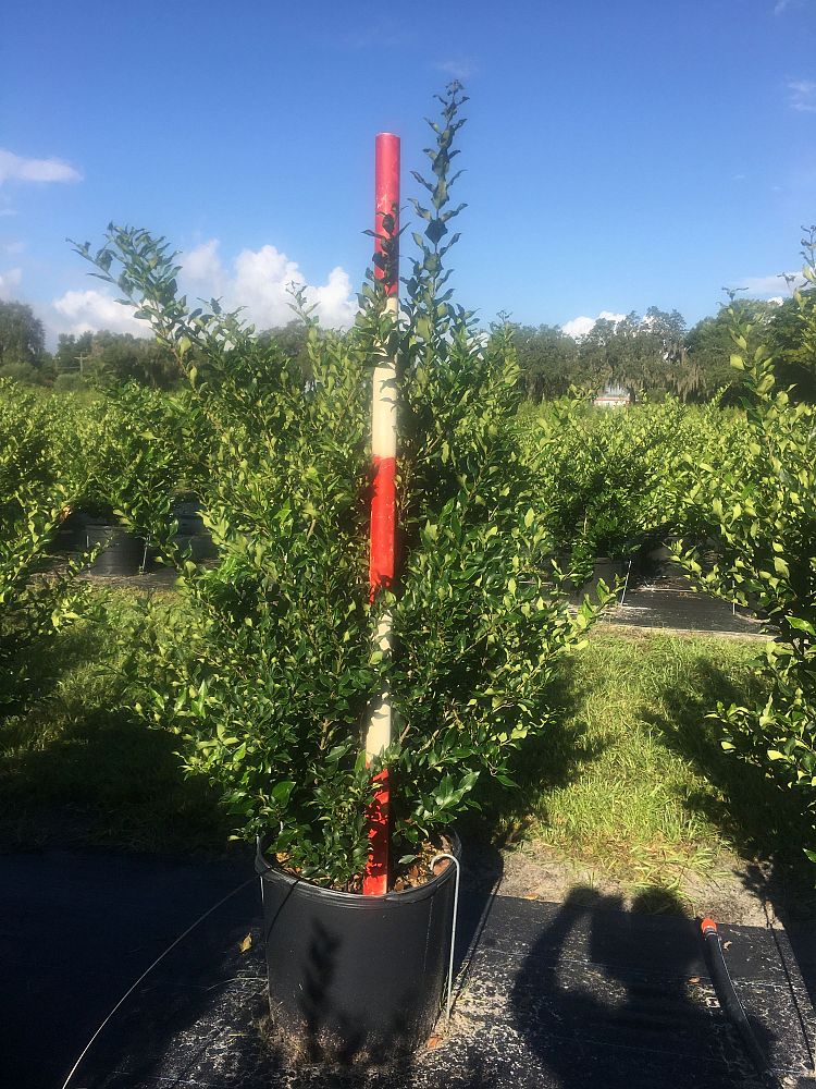 ligustrum-privet