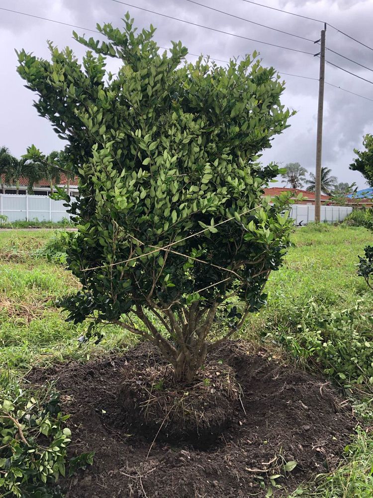 ligustrum-privet