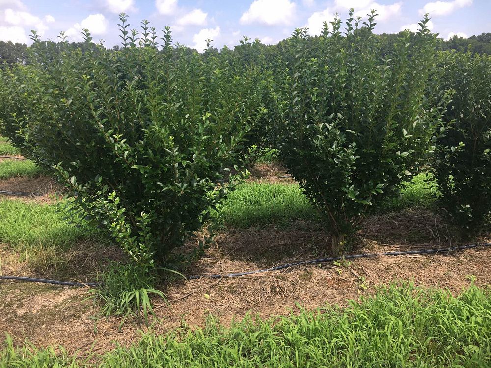 ligustrum-privet