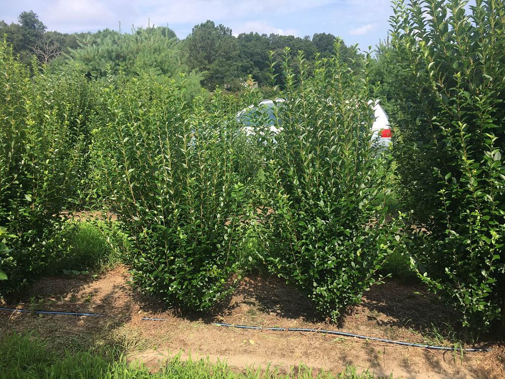 ligustrum-privet