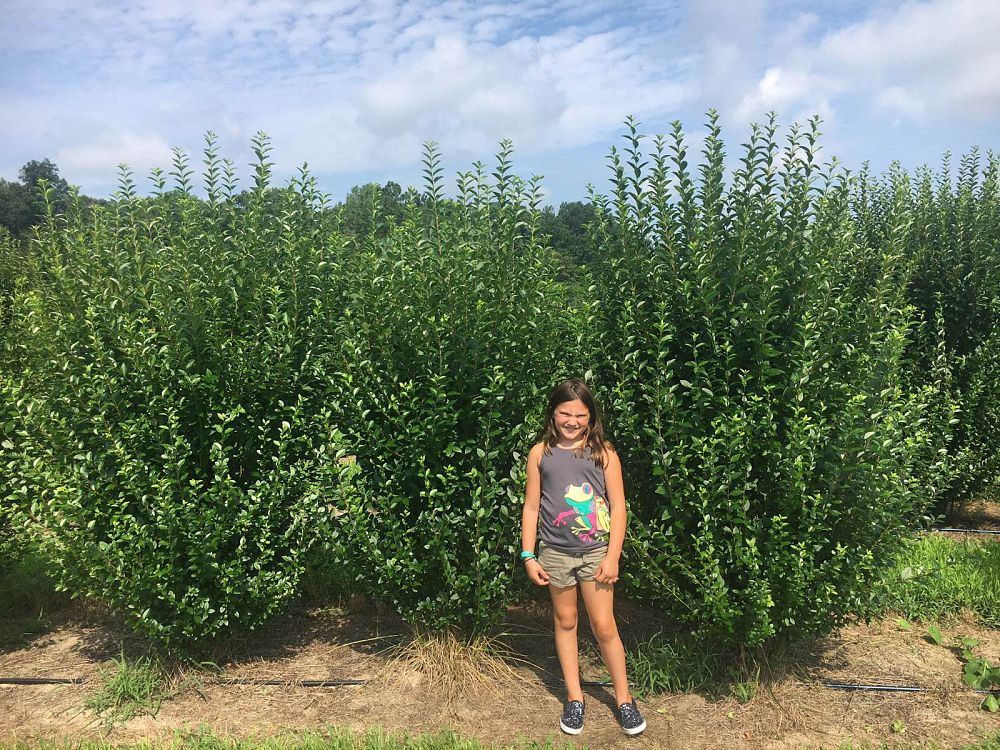 ligustrum-privet