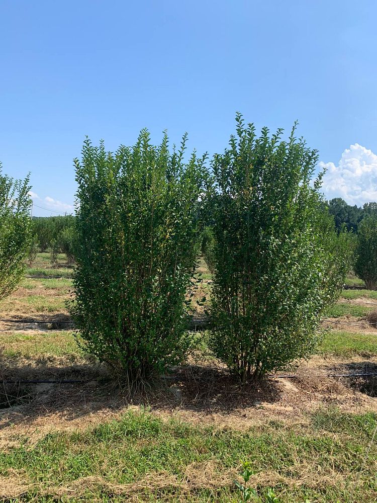 ligustrum-privet