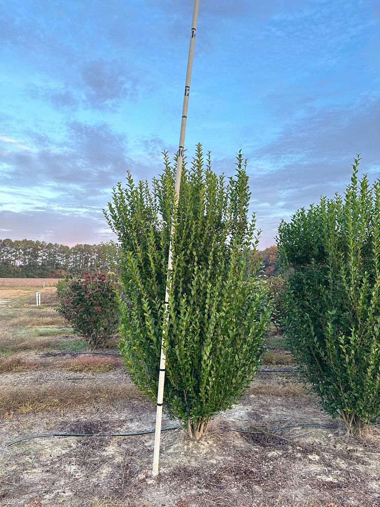 ligustrum-privet