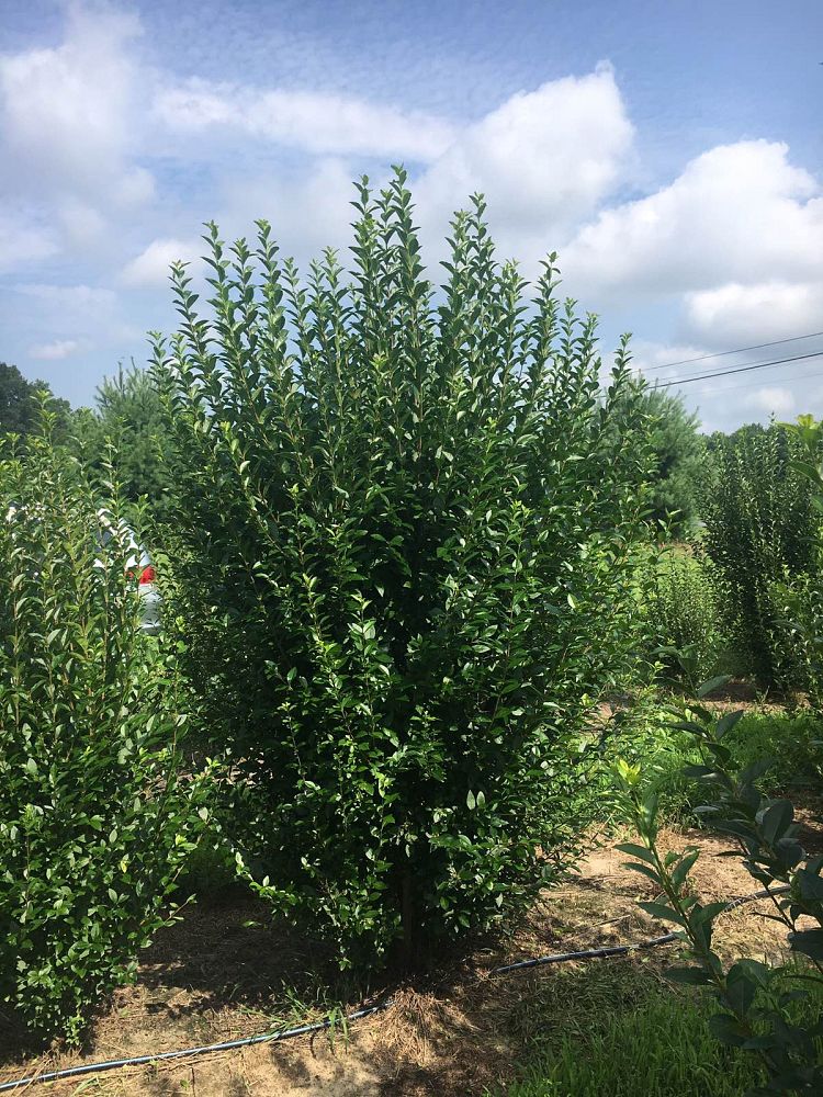 ligustrum-privet