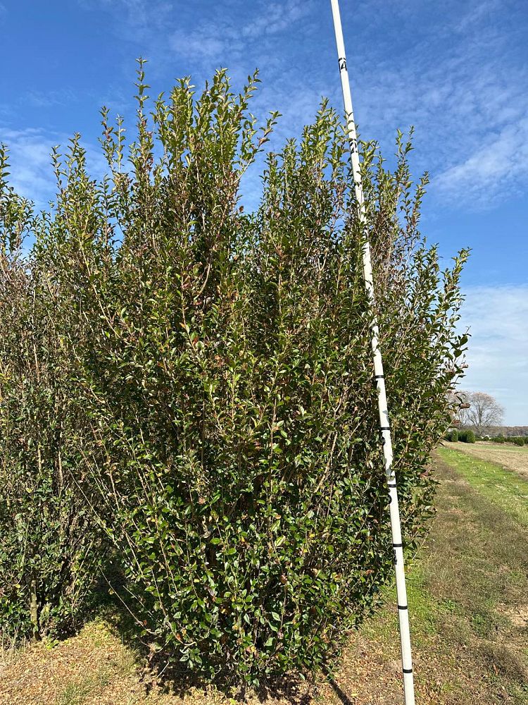 ligustrum-privet
