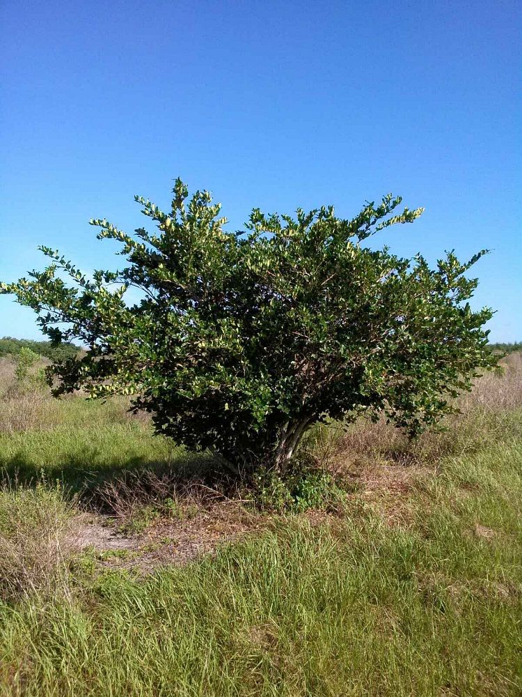 ligustrum-privet