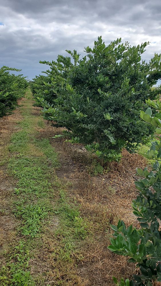 ligustrum-privet