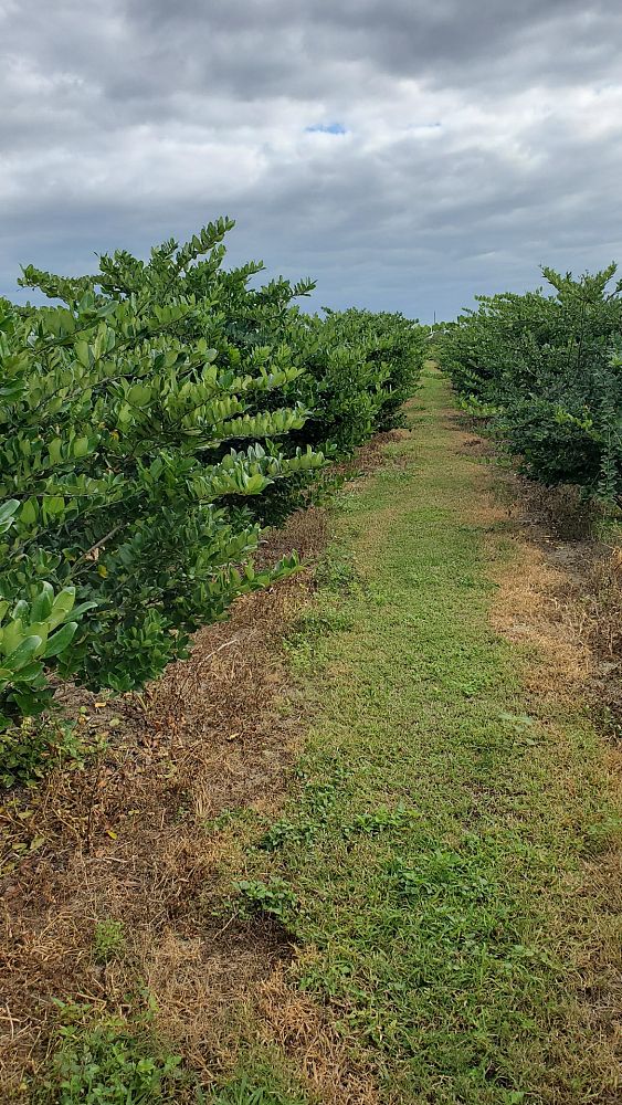 ligustrum-privet