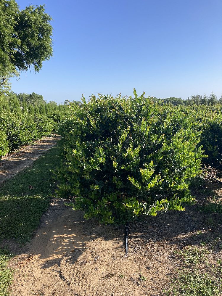 ligustrum-privet