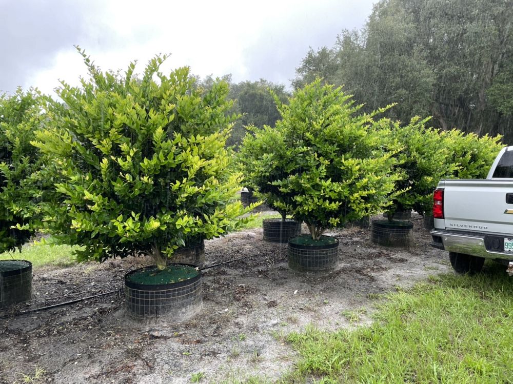 ligustrum-privet