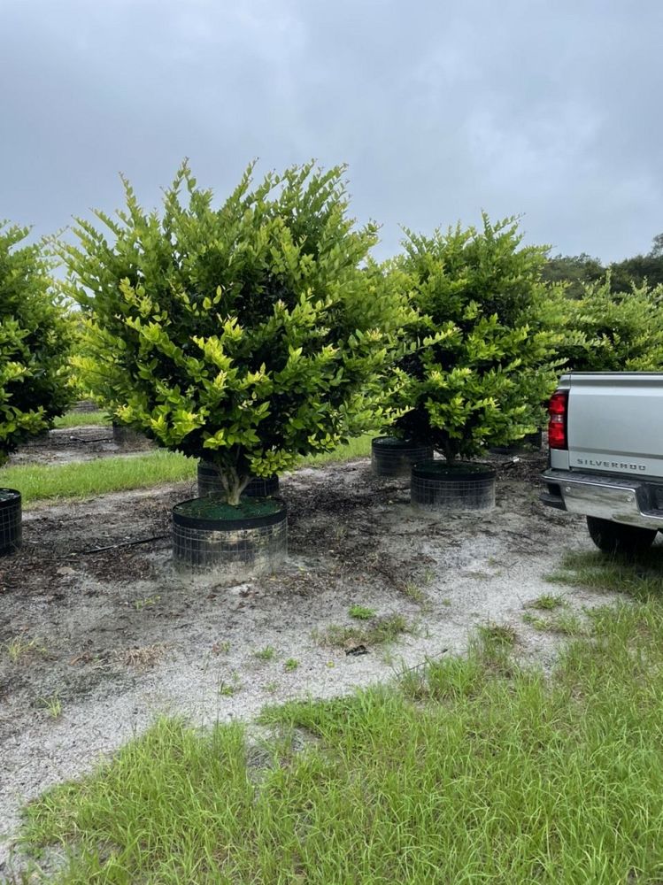 ligustrum-privet