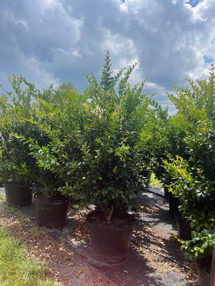 ligustrum-privet