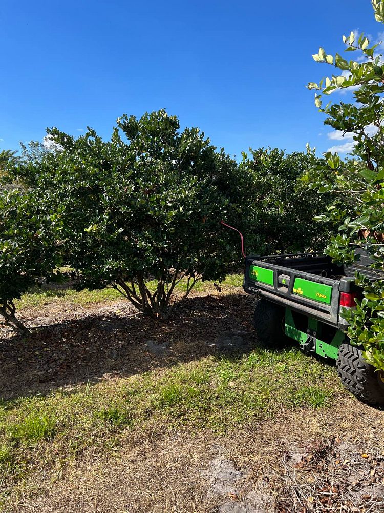ligustrum-privet