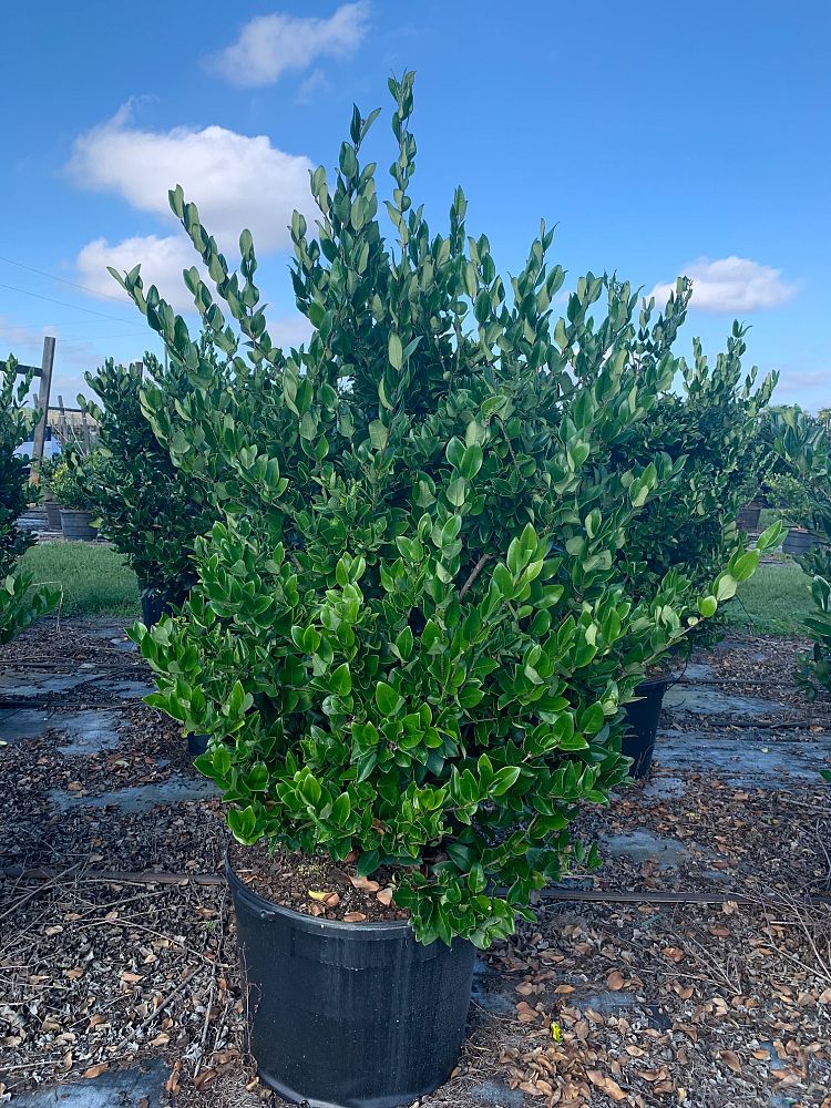 ligustrum-privet