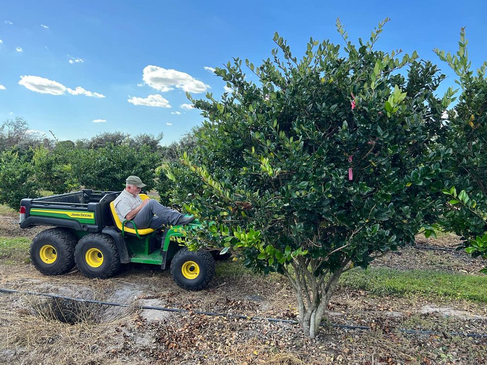 ligustrum-privet