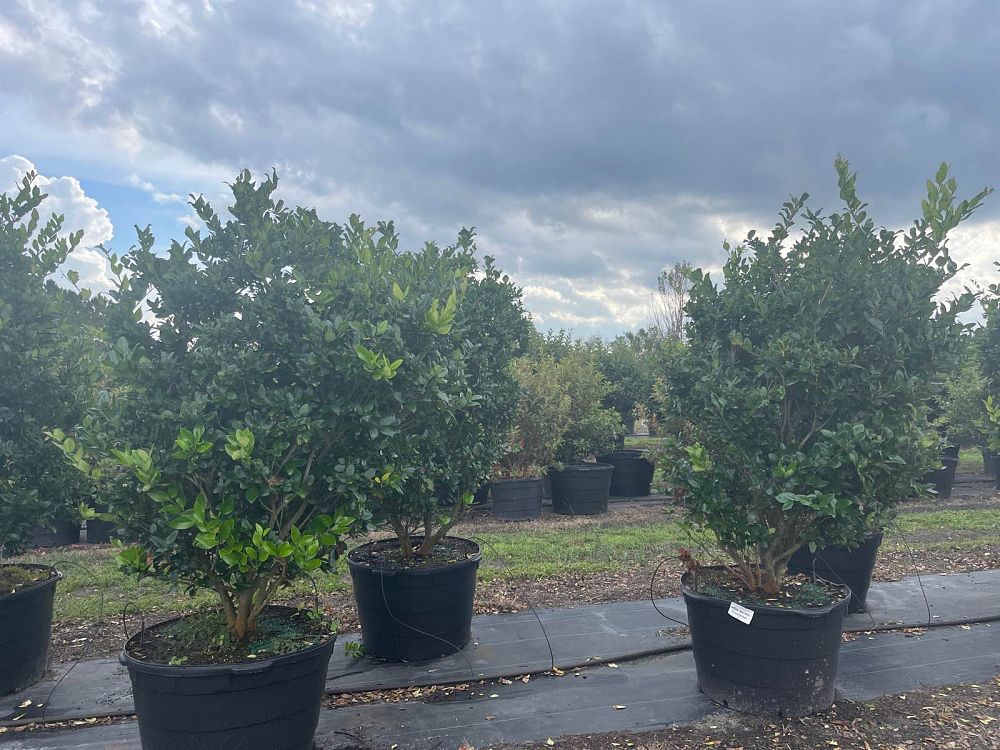 ligustrum-privet