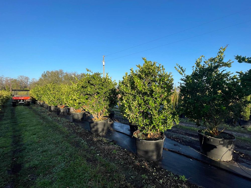 ligustrum-privet