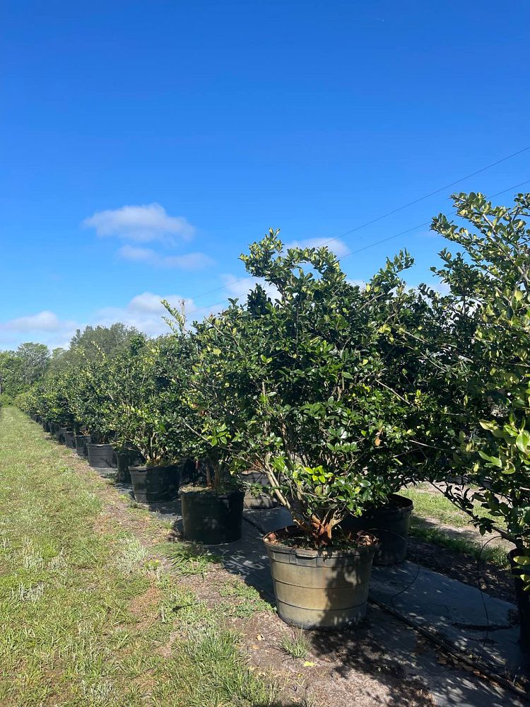 ligustrum-privet
