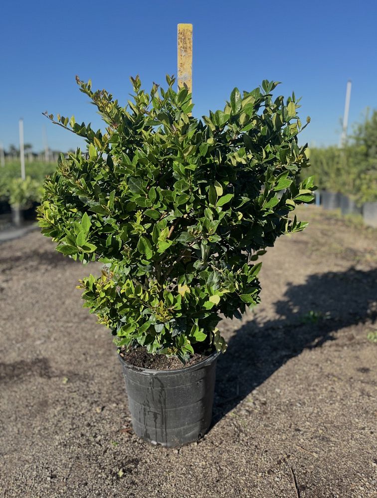 ligustrum-privet