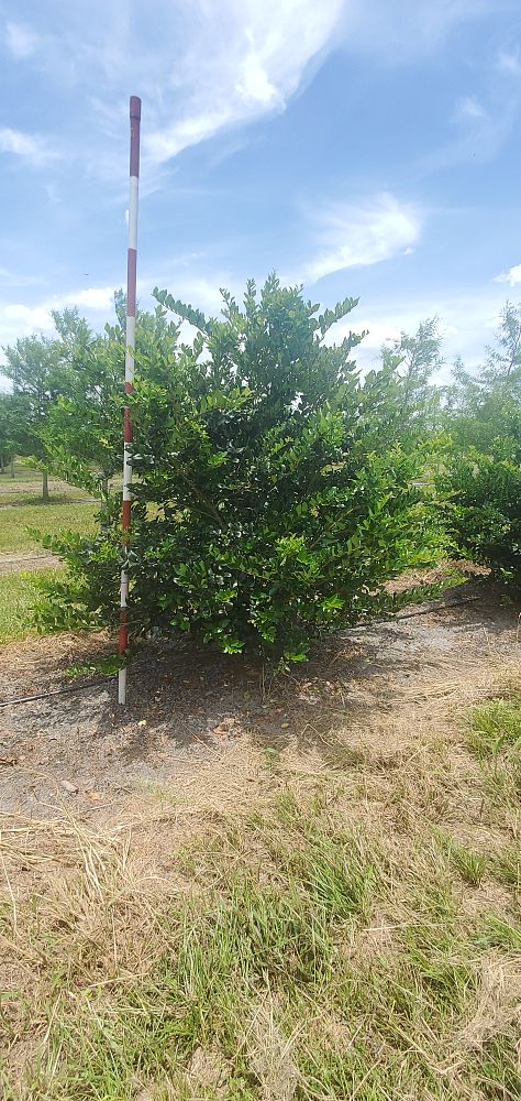 ligustrum-privet