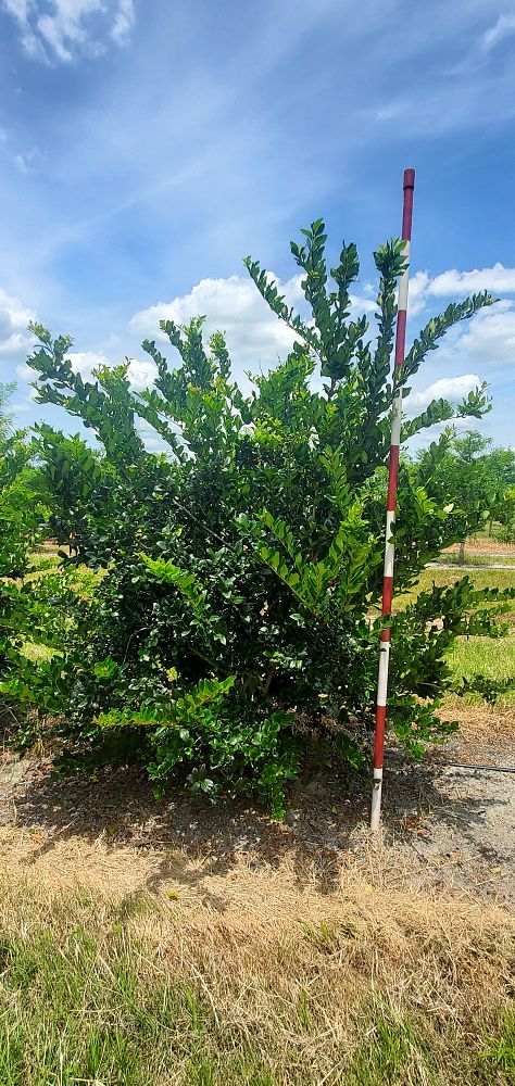 ligustrum-privet