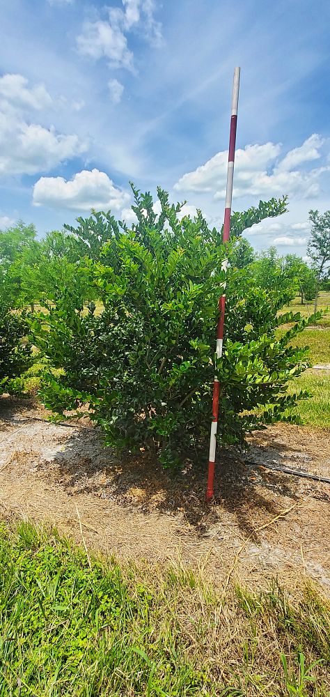 ligustrum-privet