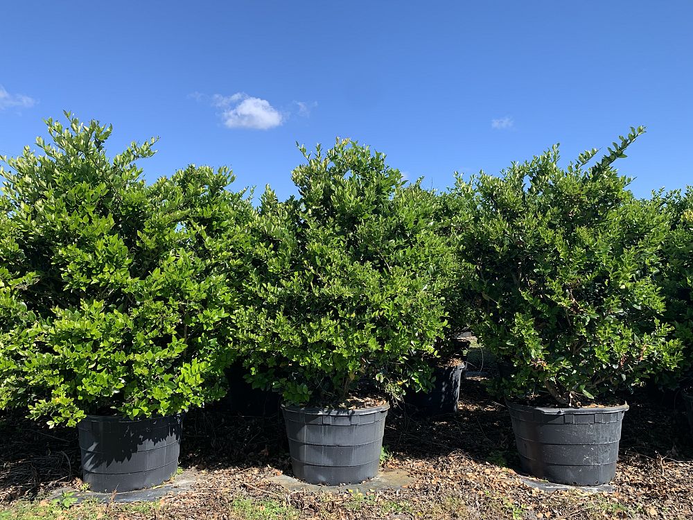 ligustrum-privet