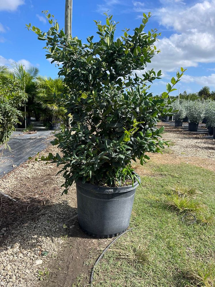 ligustrum-privet