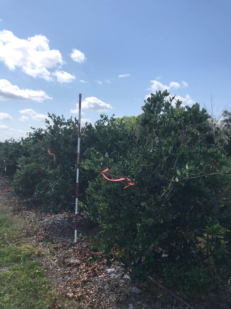 ligustrum-privet