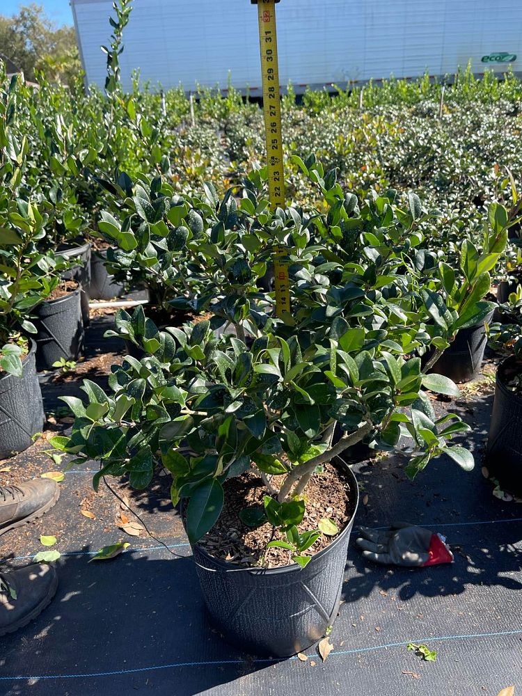 ligustrum-privet