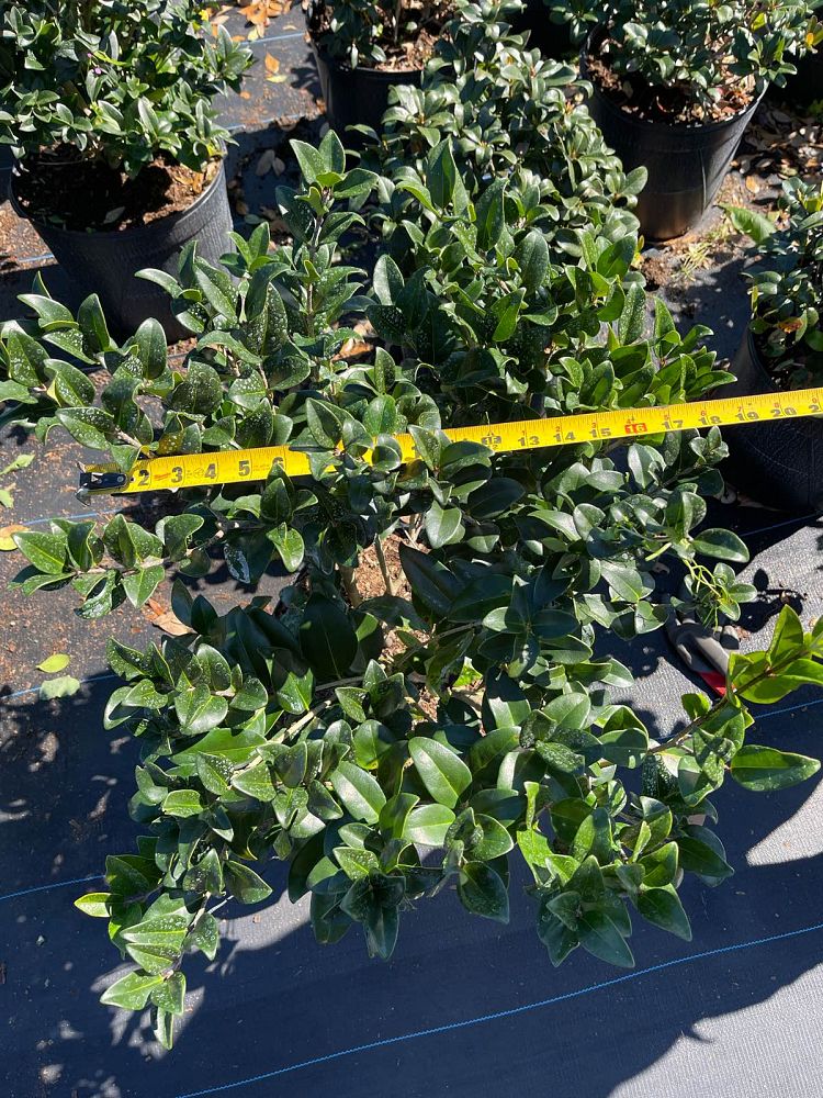ligustrum-privet