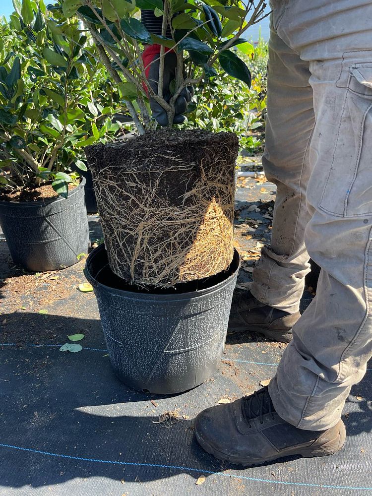 ligustrum-privet