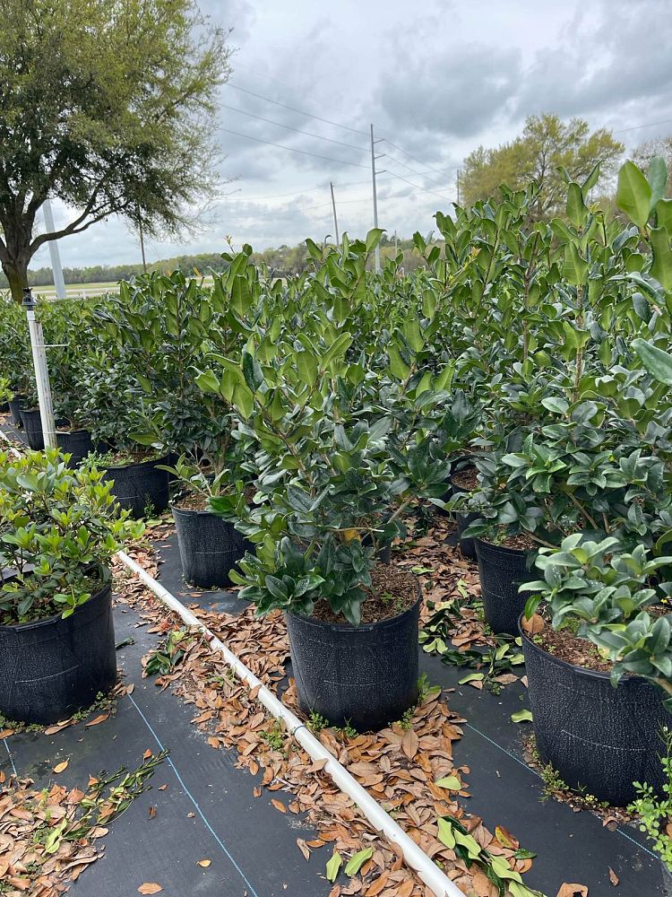ligustrum-privet