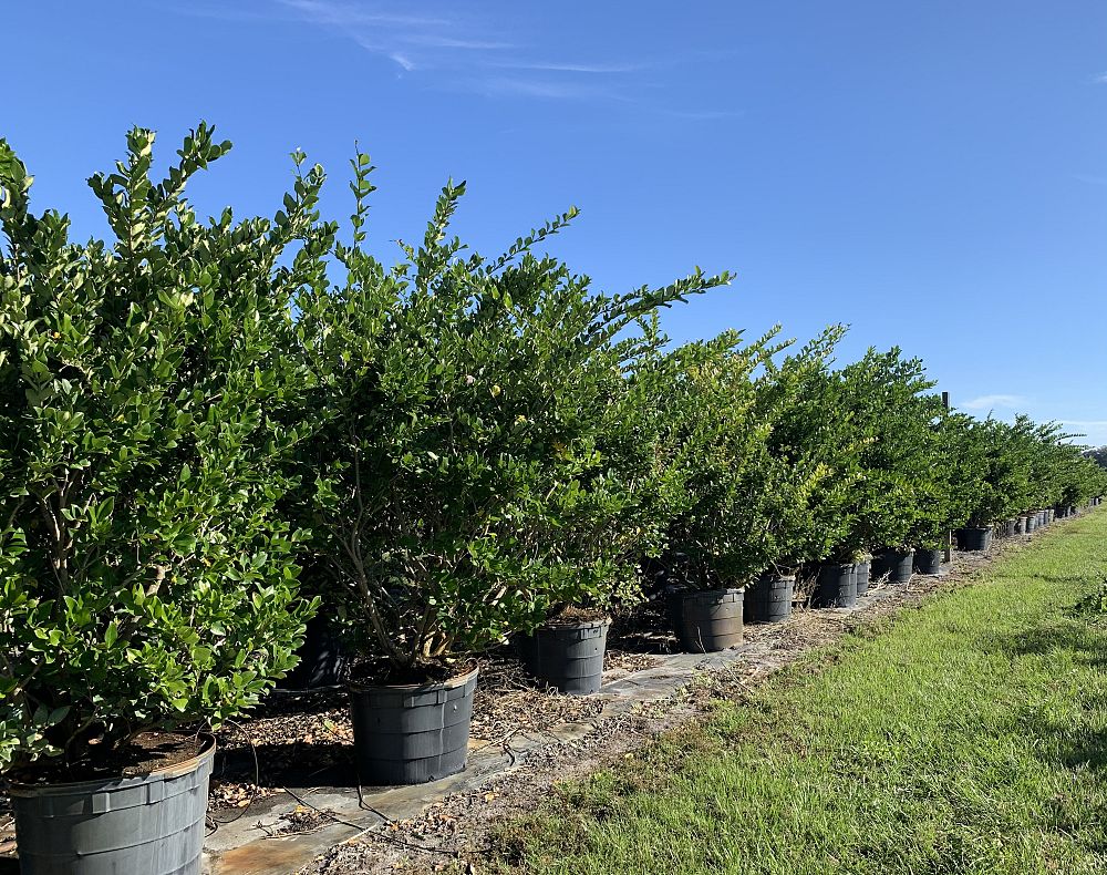 ligustrum-privet