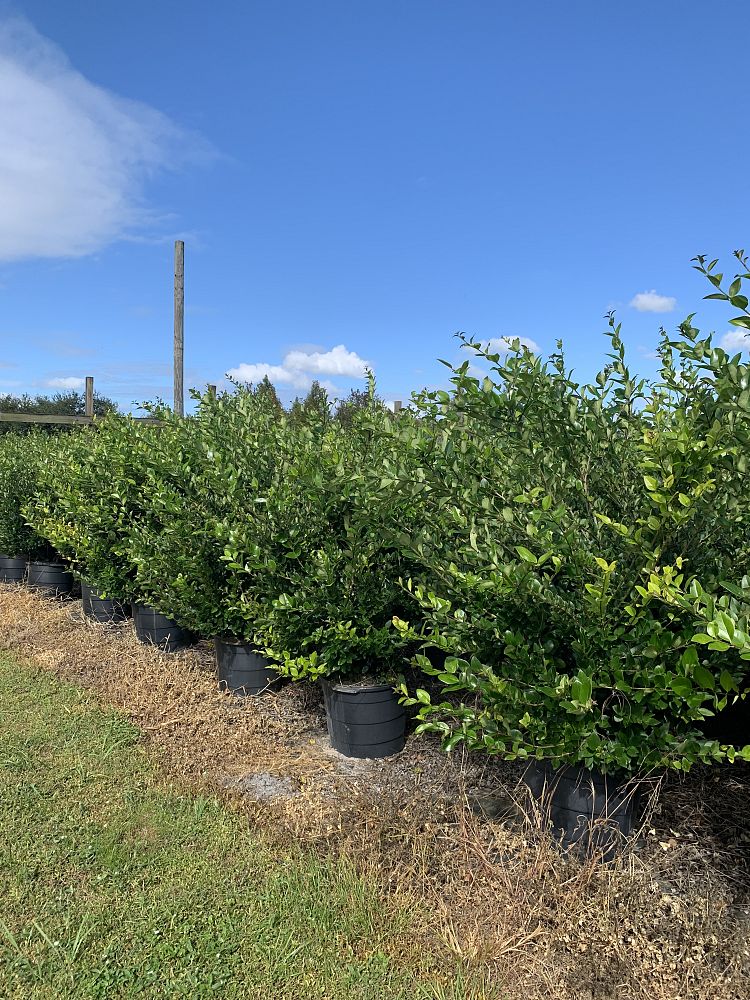 ligustrum-privet