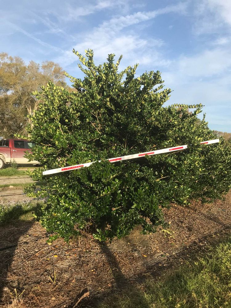 ligustrum-privet