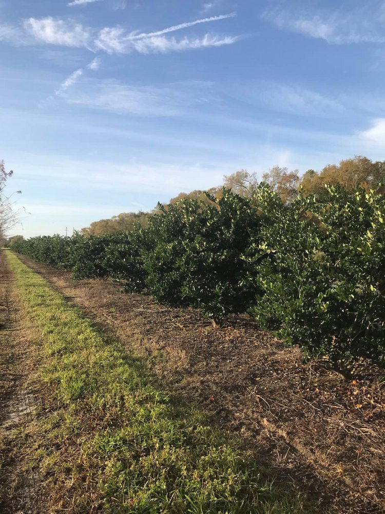 ligustrum-privet
