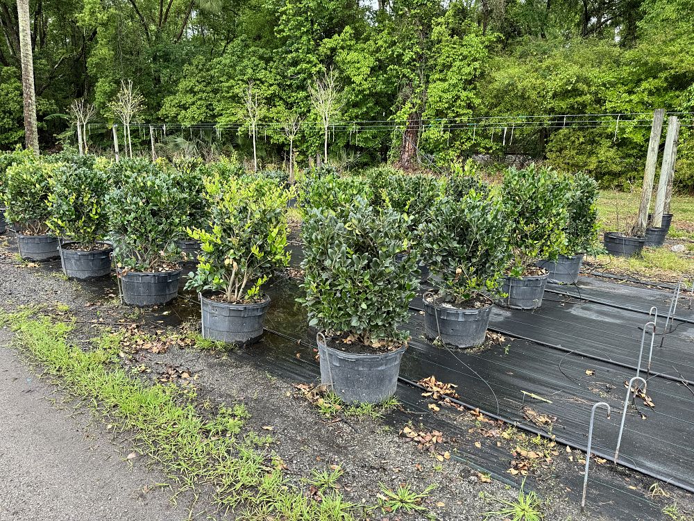 ligustrum-privet
