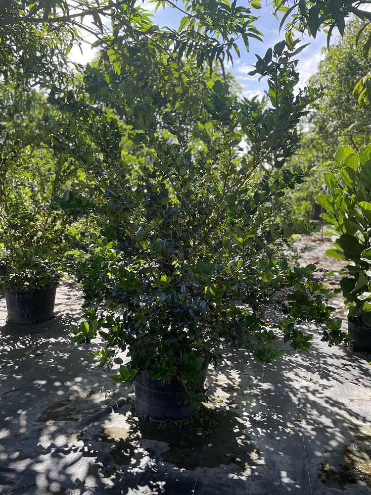 ligustrum-privet