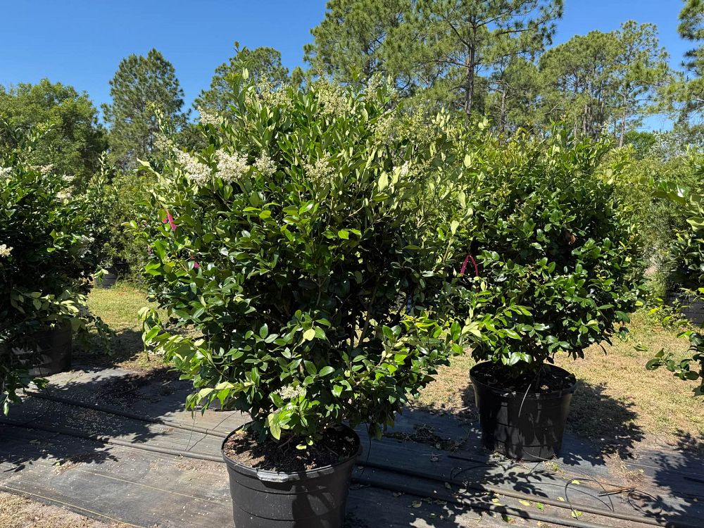 ligustrum-privet