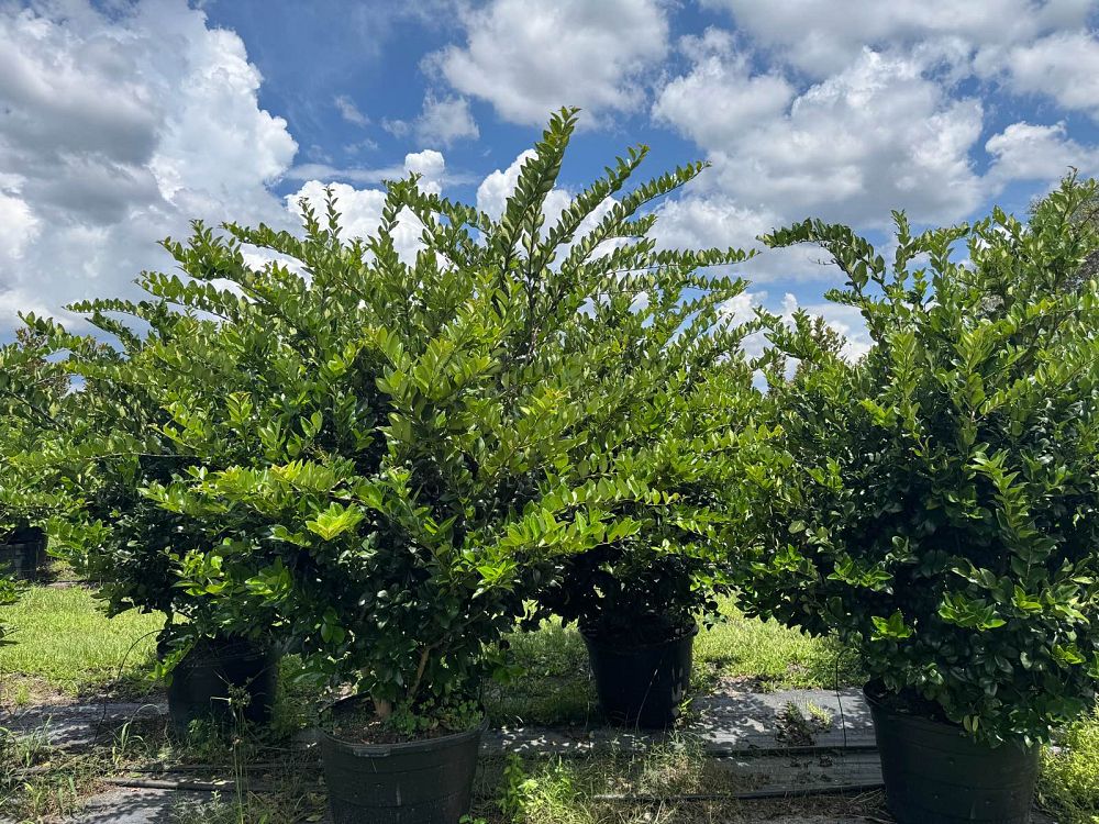 ligustrum-privet