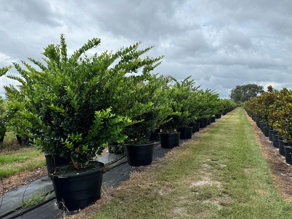 ligustrum-privet