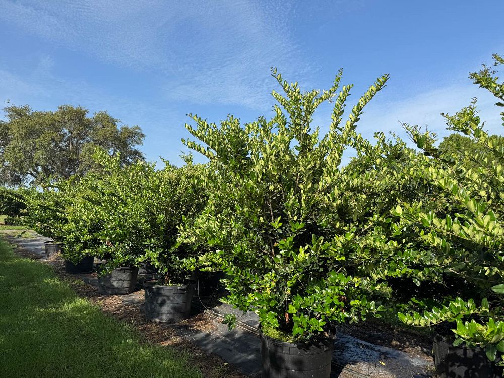 ligustrum-privet