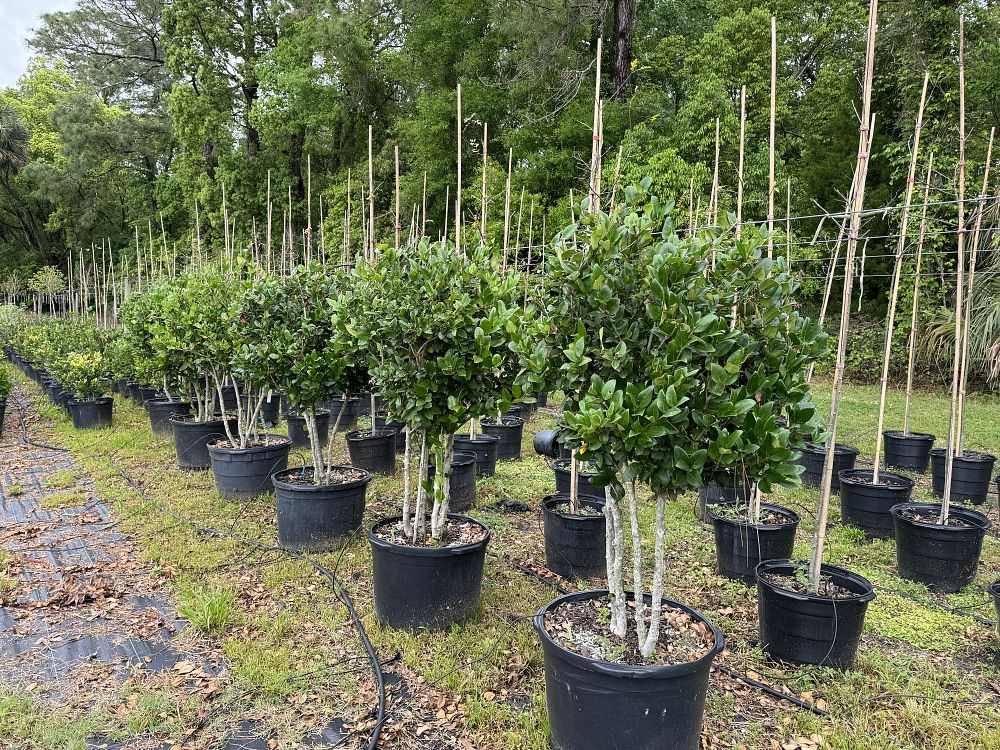 ligustrum-privet