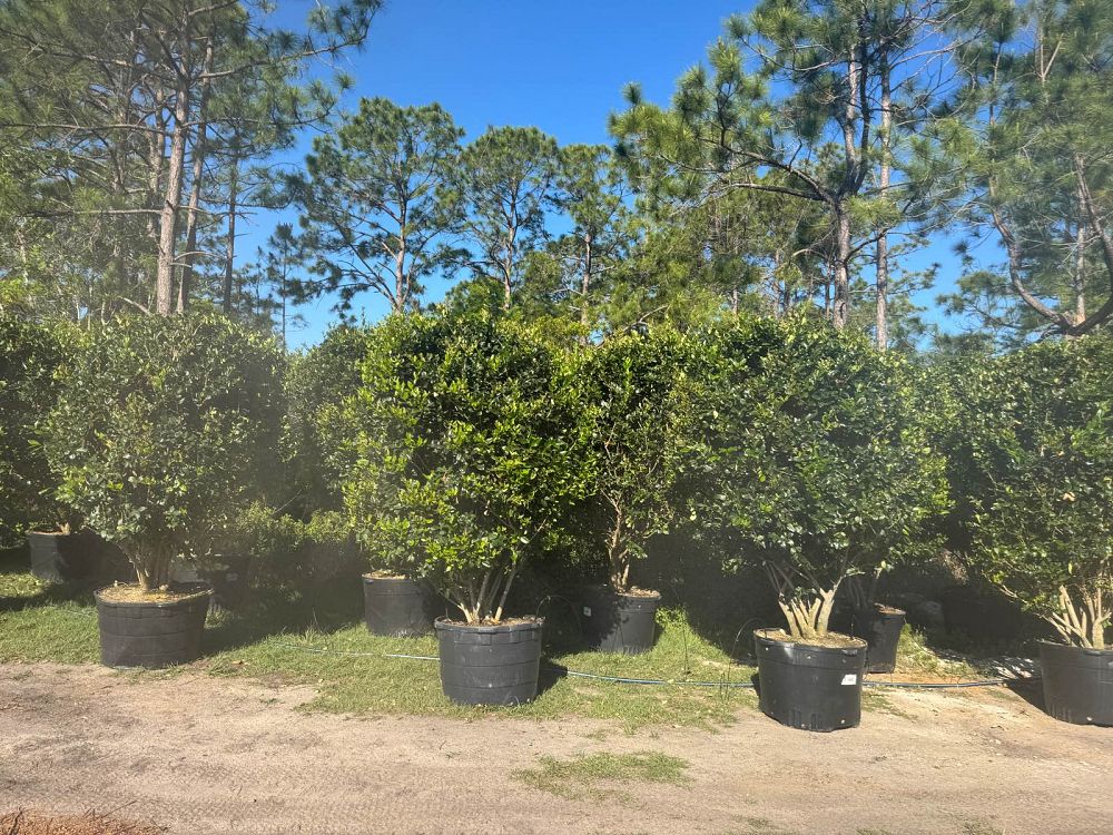 ligustrum-privet