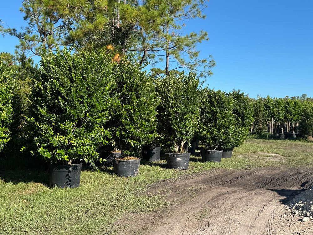 ligustrum-privet