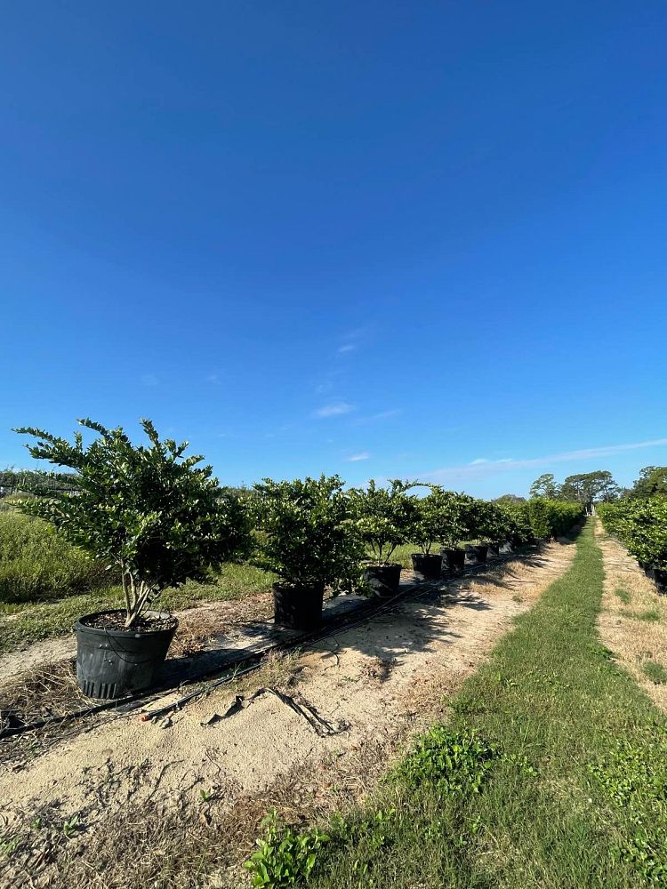 ligustrum-privet